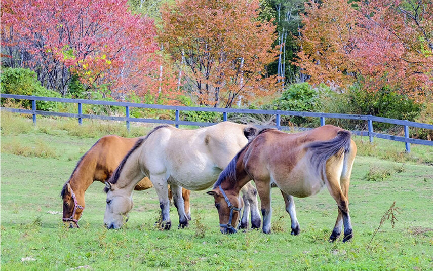 Ảnh: photolibrary.jp